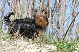 YORKSHIRE TERRIER 159